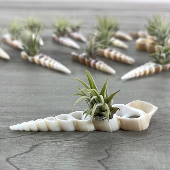 🔆AIR PLANT BUDDY🔆 WITH REAL SEA SHELL HAND MADE AND UNIQUE - Picture 9 of 9